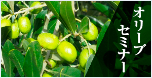 オリーブソムリエ養成講座